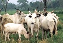 Drama in Kwara Market as Stolen Cows Identify Real Owners, Suspected Bandit Arrested