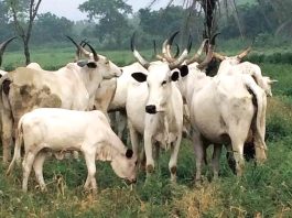 Drama in Kwara Market as Stolen Cows Identify Real Owners, Suspected Bandit Arrested