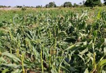 Suspected Fulani Militias Destroy Over 8 Hectares of Farmland in Plateau Community
